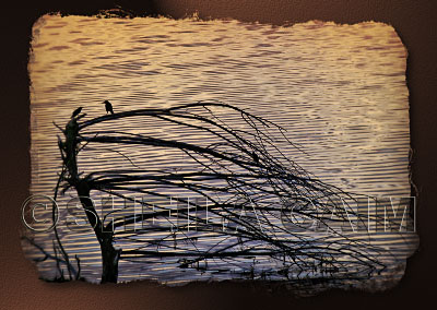 A backlit tree with three birds at the edge of a lake