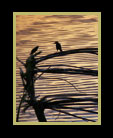 A backlit tree with three birds at the edge of a lake thumbnail