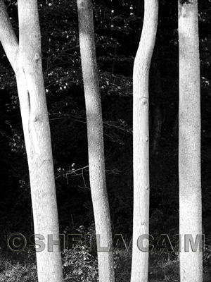 Black & white tree trunks