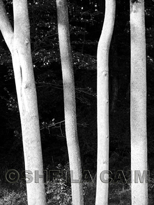 Black & white tree trunks