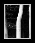 Black and white tree trunks thumbnail