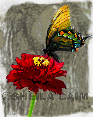 Butterfly on a zinnia