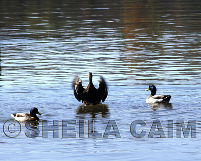 Duck readying for take off