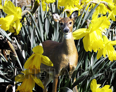 Deer in a garden of fantastical huge daffodils