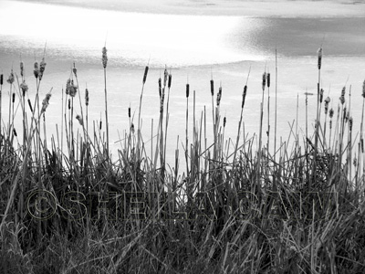 A black and white image of a marsh.