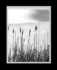 Black and white shot of a marshy area thumbnail