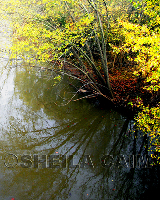 reflection of trees in river