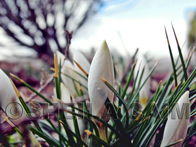 Crocus Buds