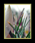 Crocuses thumbnail