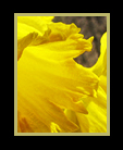  Daffodils thumbnail