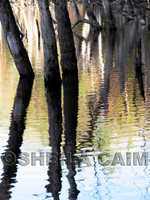 A stand of trees and their reflections