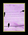 Backlit birds on a wire thumbnail