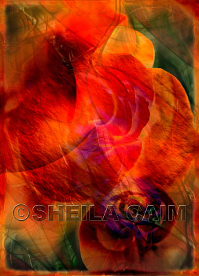 An iridescent and highly textured orange flower close-up
