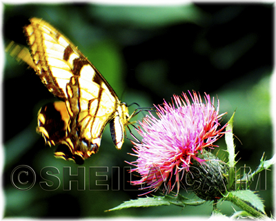 Butterfly on thistle flower