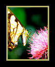Butterfly on Thistle thumbnail