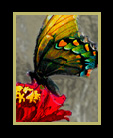 Butterfly and Zinnia thumb