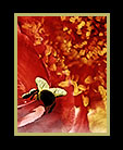 A close-up of a rose being visited by a bee thumbnail