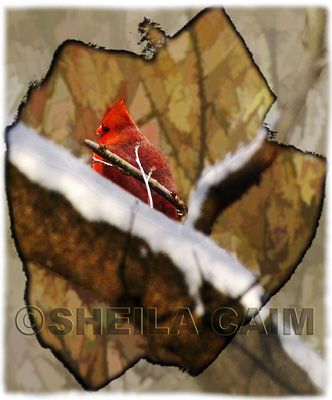 A Cardianl on a snowy branch thumbnail