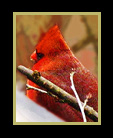 A Cardinal on a snowy branch thumbnail
