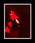 Cardinal