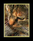 CAT in color thumbnail