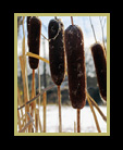 cattails thumbnail