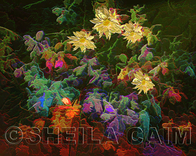 Montage of infrared shots and lilies