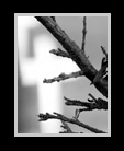 cemetary crosses amid seen thru tree branches thumbnail