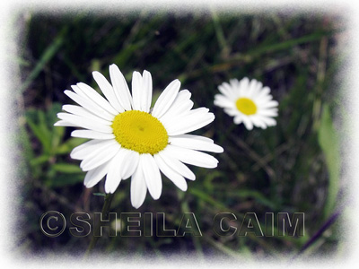 Daisy & Friend - 2 flowers