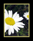 Two daisies thumbnail