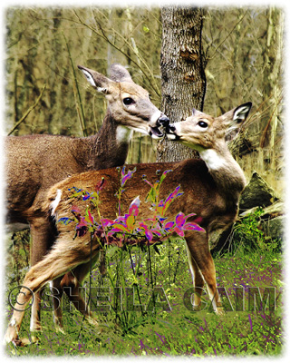 Doe and Fawn Kissing