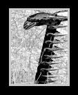 Black and white image of a piece of old farm equipment in a field that looks like dragon's teeth thumbnail