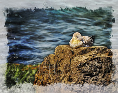 A sea bird asleep on a rock