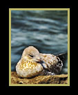 A sea bird asleep on a rock thumbnail