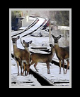 Four deer standing on railroad tracks thumbnail