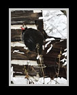 A snowy scene with a  guinea hen sitting on a fence thumbnail