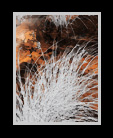 A (partially infrared) dreamscape of grasses on a burning rocky plane thumbnail