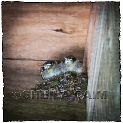 Two baby birds ready to leave the nest