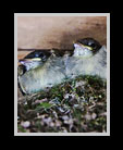 Two baby birds ready to leave the nest thumbnail