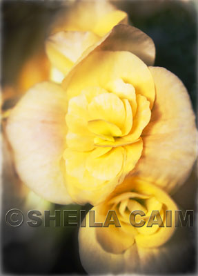 A "flowerfall" of yellow blossoms thumbnail