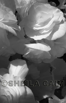 An infrared rose garden.