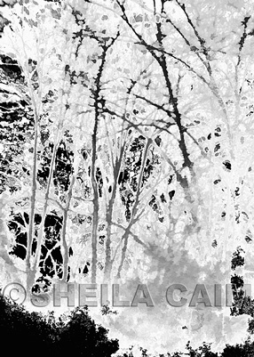 Ghost Woods
