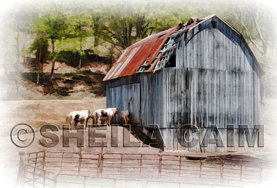 An image of horses entering a dilapedated barn
