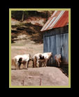 An image of horses entering a dilapedated barn thumbnail
