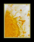 Close-up of a white flower with yellow center thumbnail