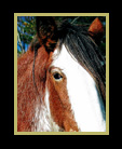 Clydesdale horse thumbnail