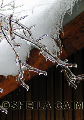 Ice covered branches