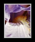 Close up of an iris thumbnail