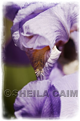 Close up of an iris.