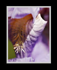 Close up of an iris thumbnail